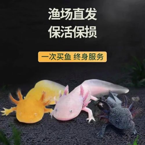 六角恐龍魚多少錢一條圖片