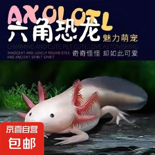 六角恐龍魚多少錢一條圖片
