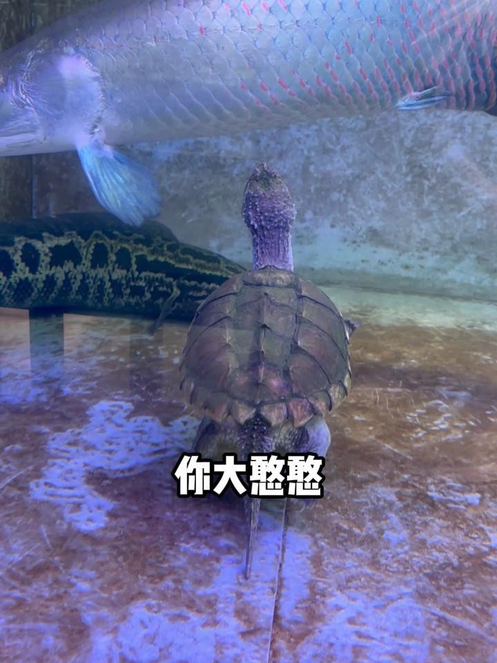 鱷龜vs巨骨舌魚