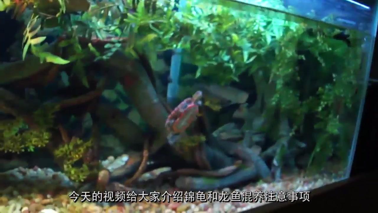 龍魚和烏龜混養(yǎng)有哪些注意事項？ 龍魚和烏龜混養(yǎng)有哪些注意事項？ 龍魚論壇 第1張