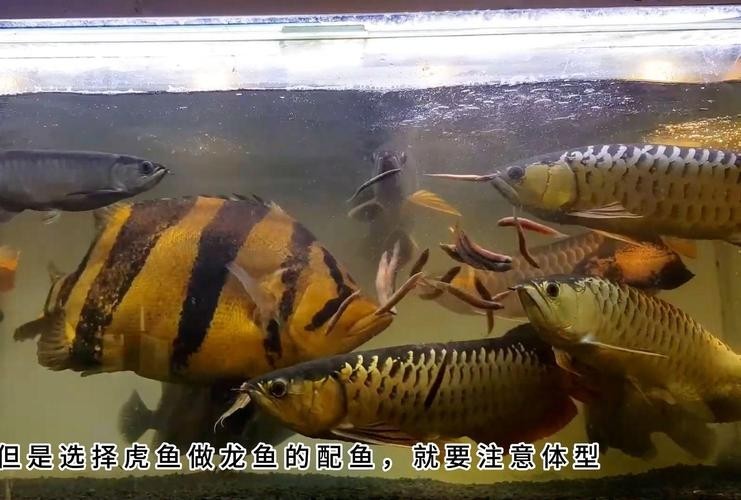龍魚虎魚混養用什么底色好看圖片