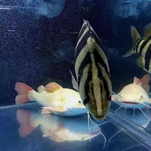 龍魚虎魚混養用什么底色好看圖片