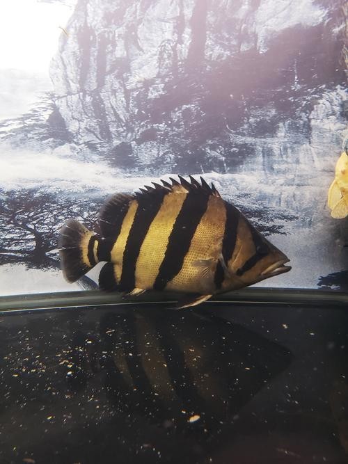 龍魚虎魚混養用什么底色好看圖片