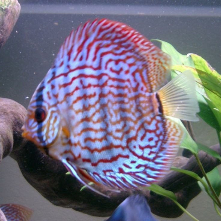 紅色七彩神仙魚品種