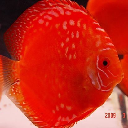 紅色七彩神仙魚品種
