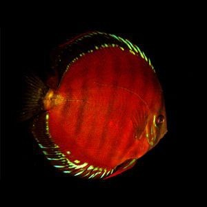 紅色七彩神仙魚品種