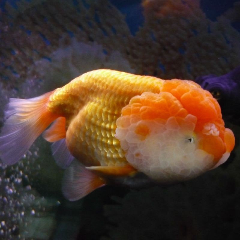 虎頭金魚 虎頭金魚 龍魚論壇 第1張