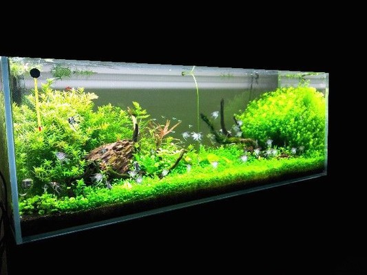 銀龍魚(yú)半年能長(zhǎng)多大魚(yú)（銀龍魚(yú)兩年能長(zhǎng)多大）