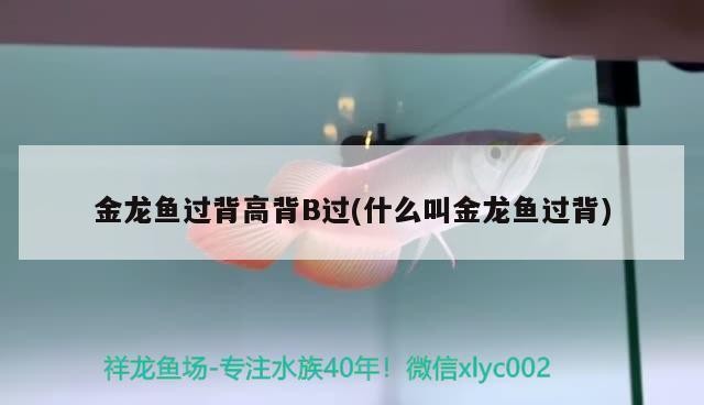 北京龍魚養(yǎng)殖基地地址電話（北京龍魚養(yǎng)殖基地地址：北京市朝陽區(qū)xx路xx號(hào)）