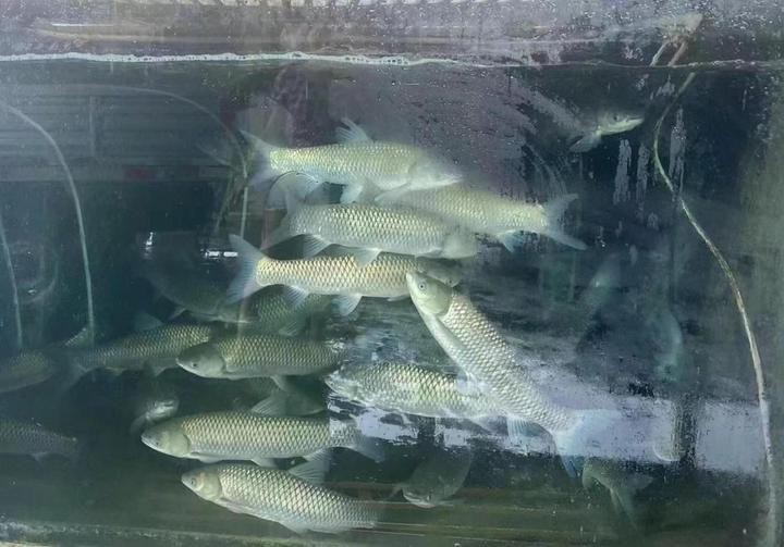 普通魚一般多少錢一條