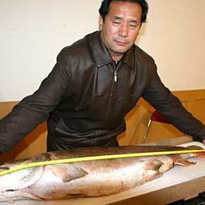 世界上最大的哲羅鮭魚