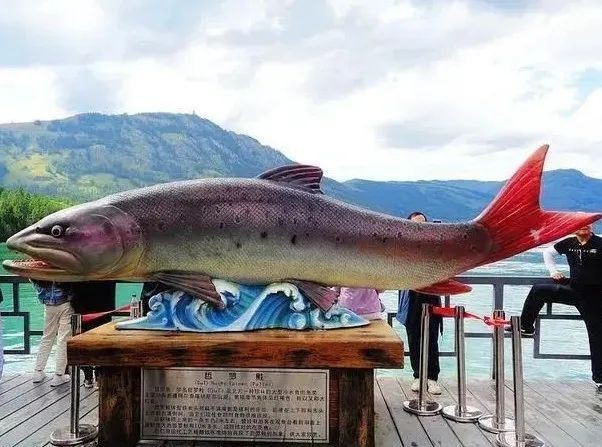 世界上最大的哲羅鮭魚