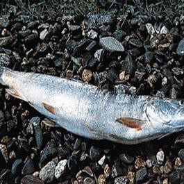 世界上最大的哲羅鮭魚