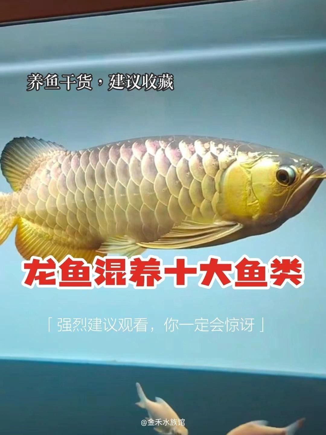 有哪些魚與龍魚混養比較和諧？