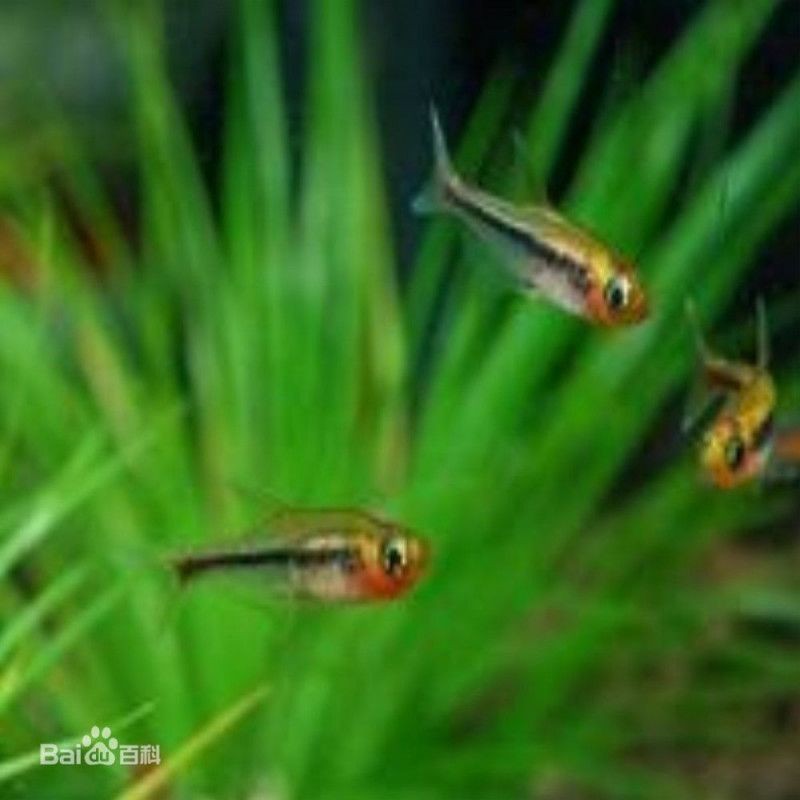 觀賞魚品種