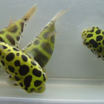 觀賞魚品種