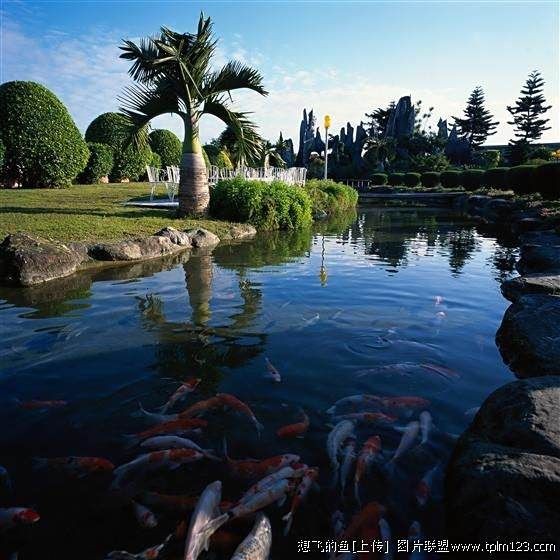 觀賞魚品種