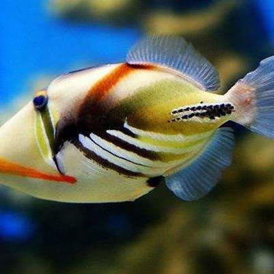 觀賞魚品種