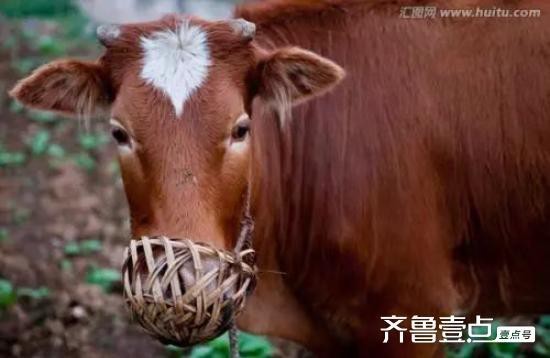 牛頭鴨嘴多大 牛頭鴨嘴多大 龍魚論壇