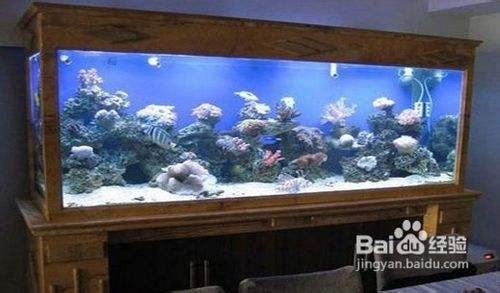 博樂市清清水族灣觀賞魚店（博樂市清清水族灣觀賞魚店電話） 博樂市清清水族灣觀賞魚店（博樂市清清水族灣觀賞魚店電話） 全國水族館企業(yè)名錄