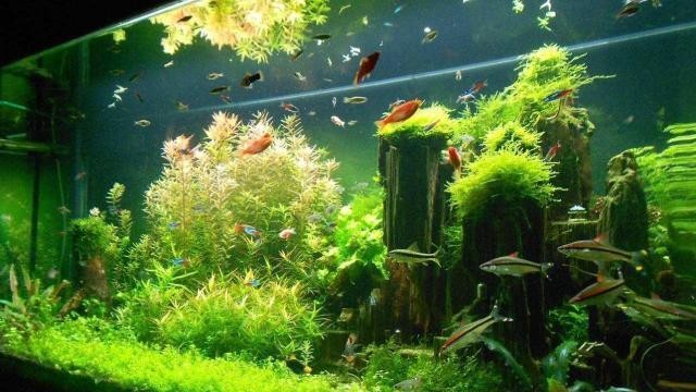 神木市楊志軍龍門水族館（神木縣楊志軍）