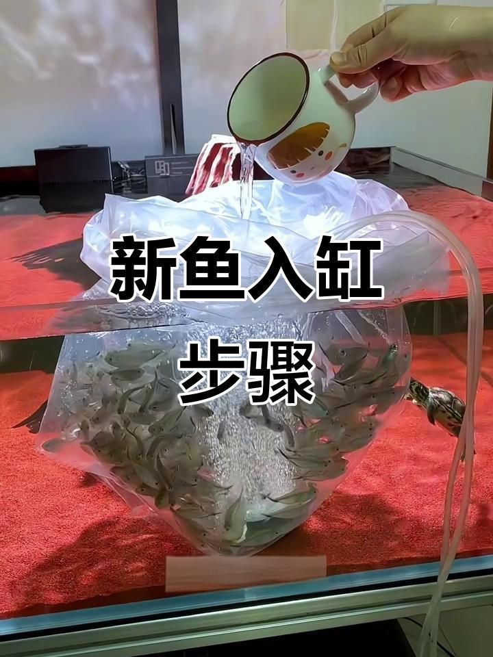 剛買回來的魚怎么消毒入缸