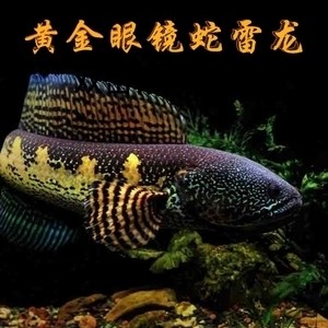 北京紅龍魚魚場電話地址查詢（北京紅龍魚魚場價格） 北京紅龍魚魚場電話地址查詢（北京紅龍魚魚場價格） 魚缸百科