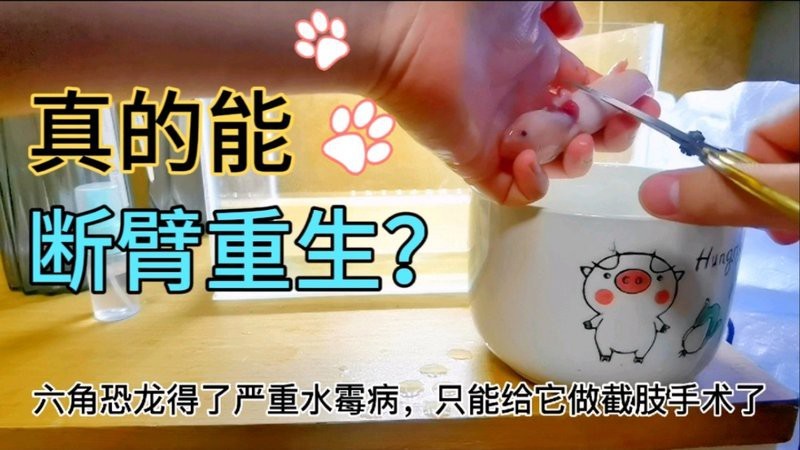 六角恐龍魚腳爛了多久會(huì)死？