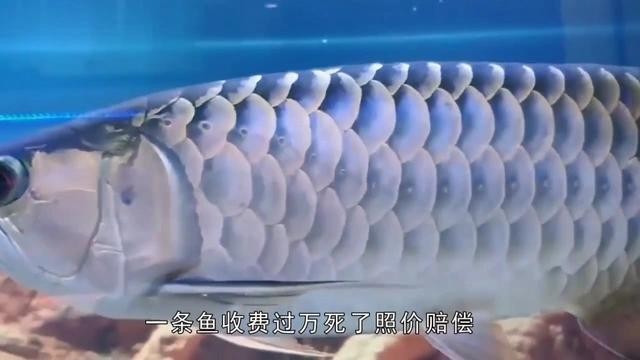 金龍魚美容有哪些風(fēng)險(xiǎn)？