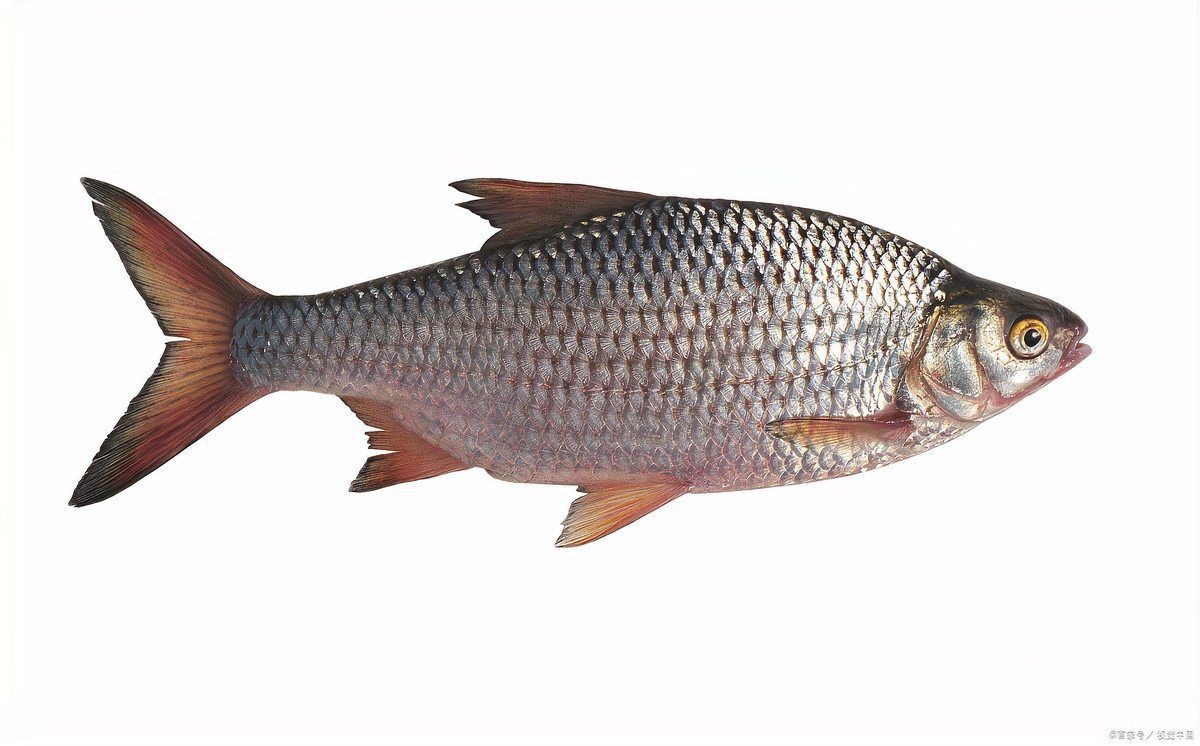 紅尾魚家常做法