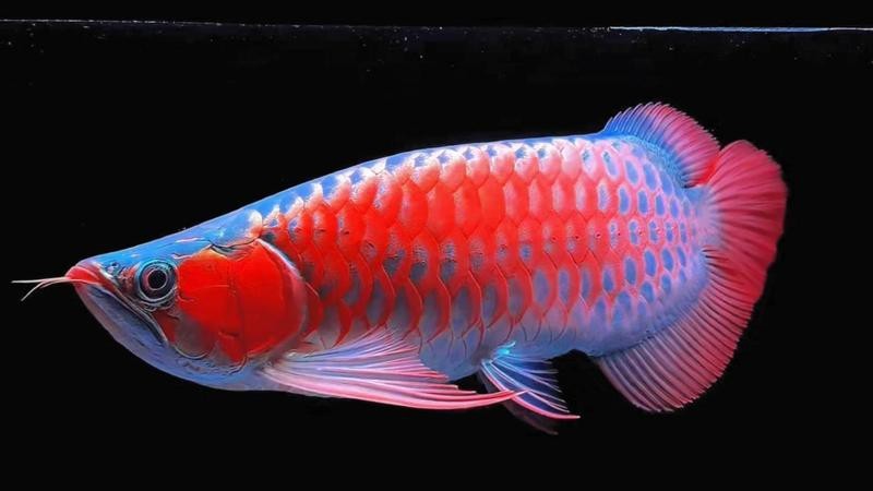 能否提供更多關于龍魚的文獻記載？