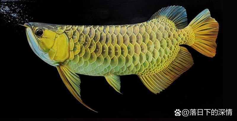 金龍魚畫作的市場價格如何？
