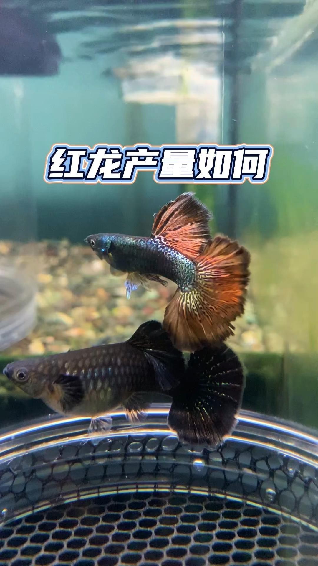 紅龍魚的市場(chǎng)供應(yīng)情況如何？