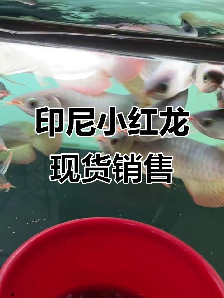 紅龍魚的市場(chǎng)供應(yīng)情況如何？