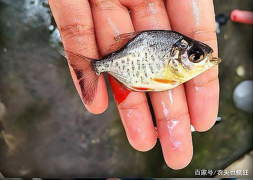 淡水鯧魚和海水鯧魚的區別