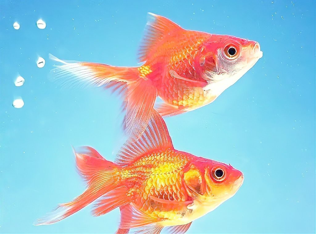 殺龍魚死了有什么忌諱嗎