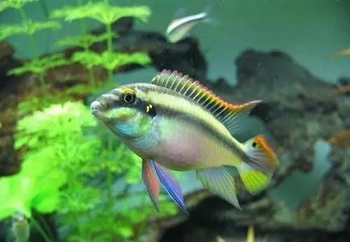 紅肚鳳凰魚(yú)怎么分公母