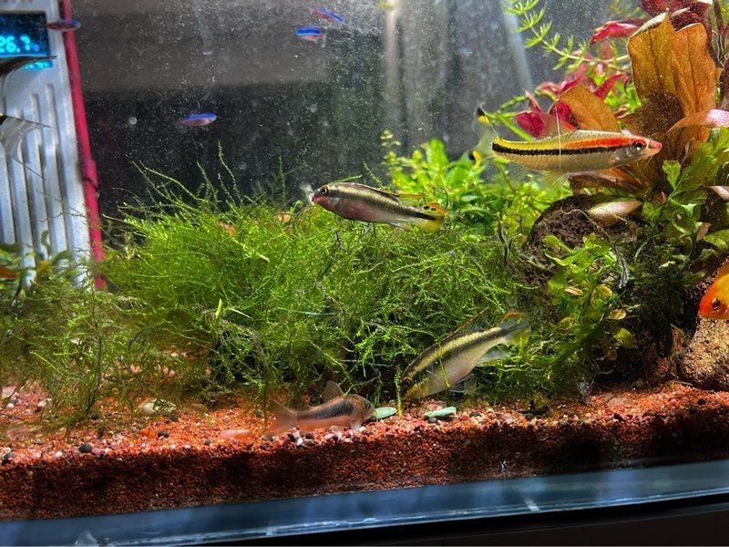 紅肚鳳凰魚(yú)怎么分公母