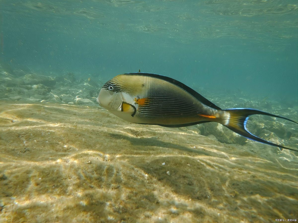 潛水艇魚(yú)為何要禁養(yǎng)