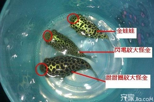 潛水艇魚(yú)為何要禁養(yǎng)