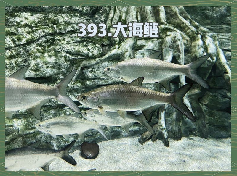 海鰱魚能長多大