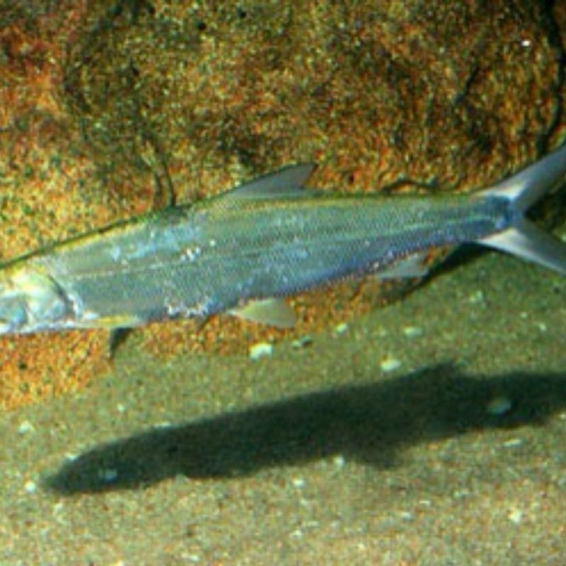 海鰱魚能長多大