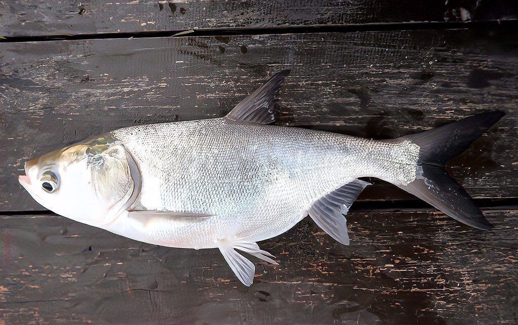 海鰱魚能長多大