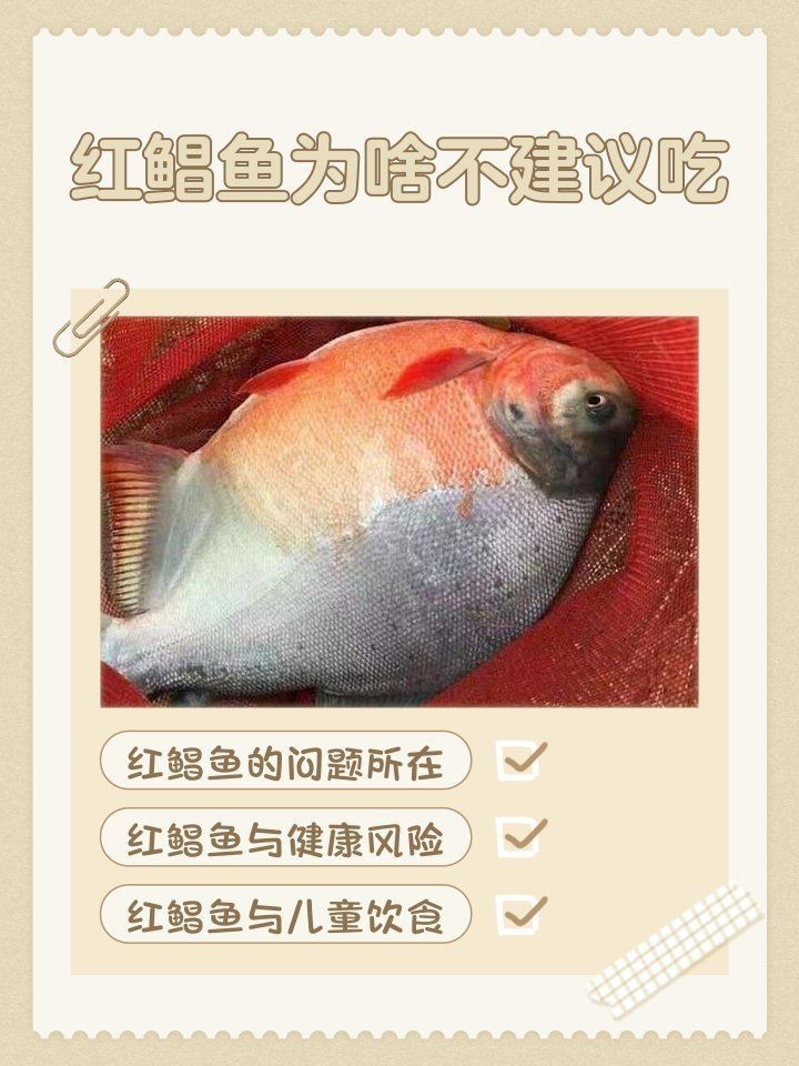 紅鯧魚為何不建議吃