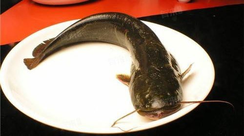鯰魚為什么中醫建議少吃 鯰魚為什么中醫建議少吃 龍魚論壇 第2張