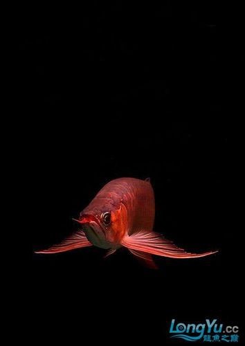新加坡紅龍魚圖片高清壁紙大圖 新加坡紅龍魚圖片高清壁紙大圖 龍魚百科 第27張