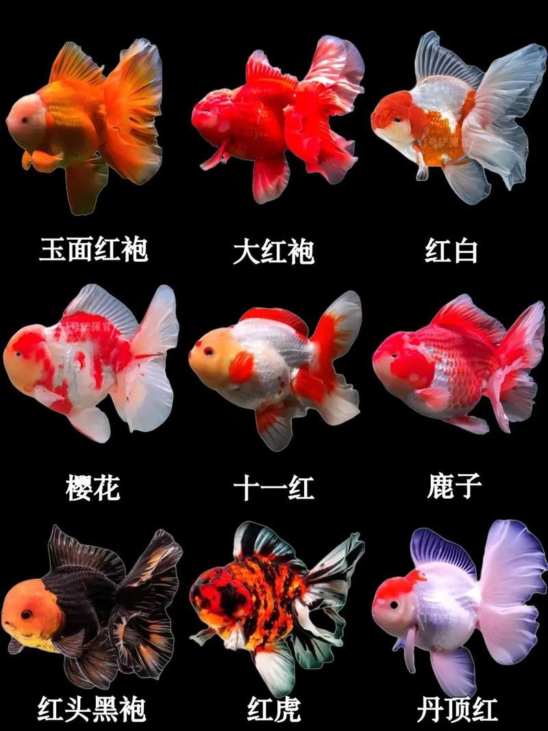 金魚(yú)大全圖片