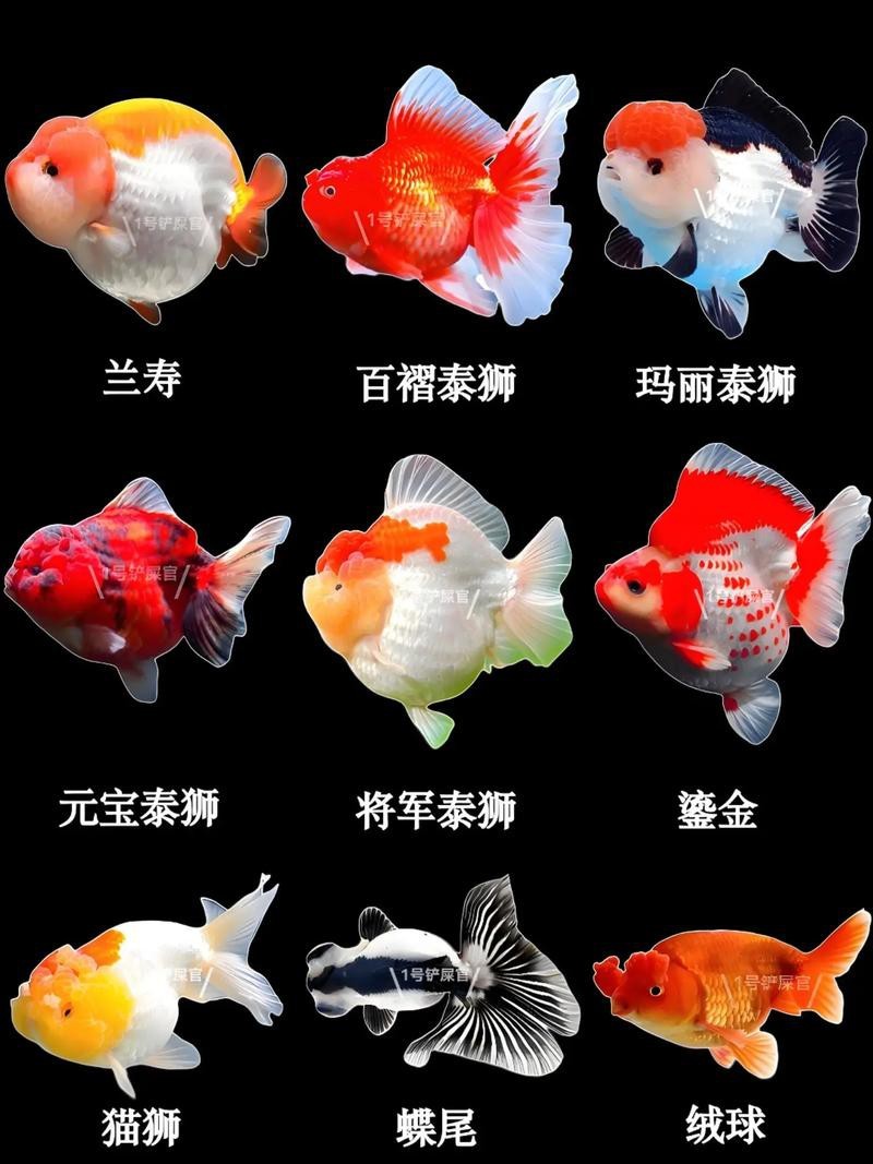 金魚(yú)大全圖片