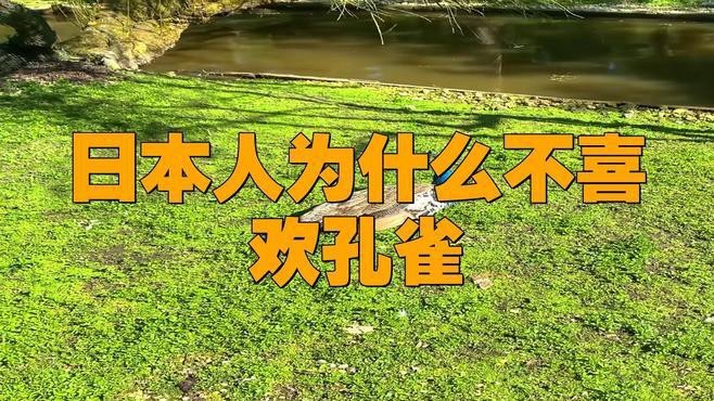 日本人為什么不喜歡孔雀