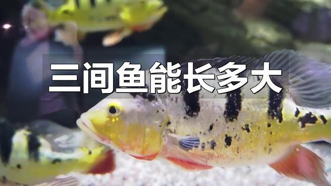帝王三間和fogo區(qū)別